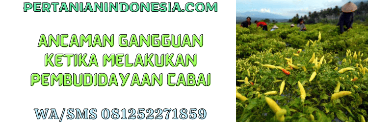 ancaman,gangguan,budidaya,cabai,cabe,pertanian indonesia